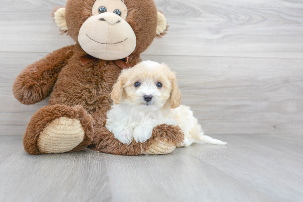 Cavachon Pup Being Cute