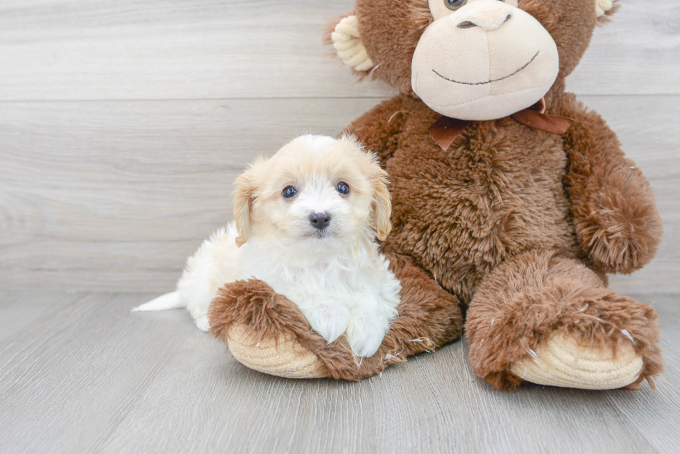 Fluffy Cavachon Designer Pup