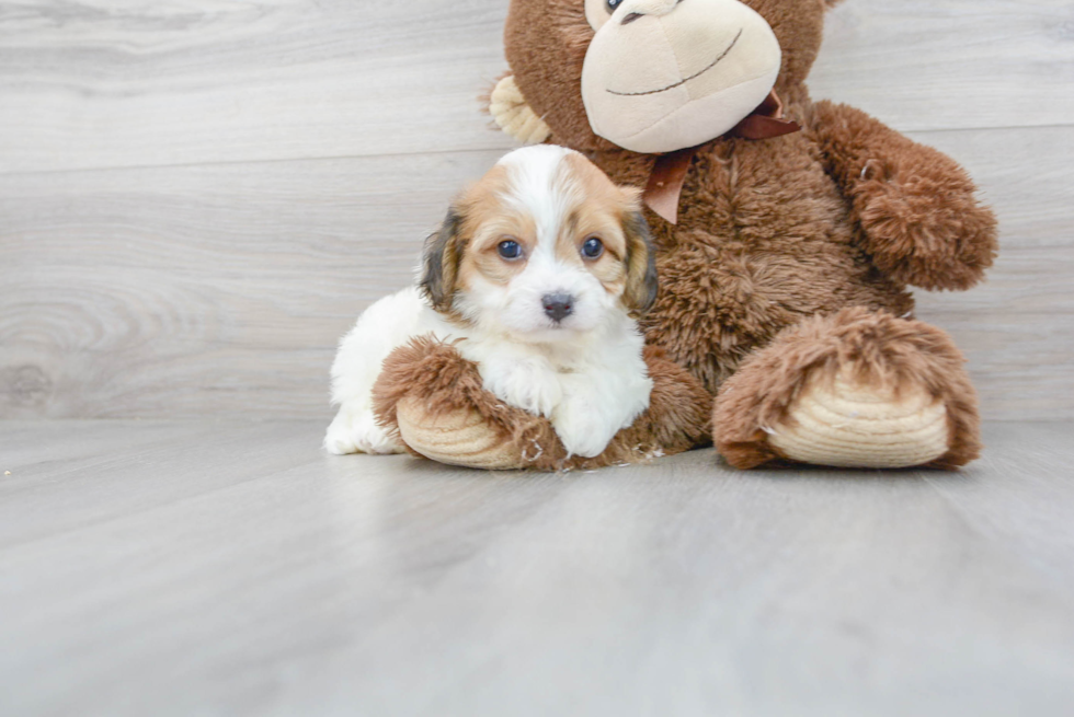 Cute Cavachon Baby