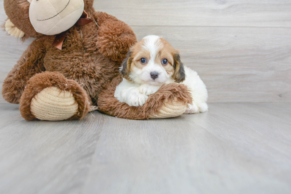 Funny Cavachon Designer Pup