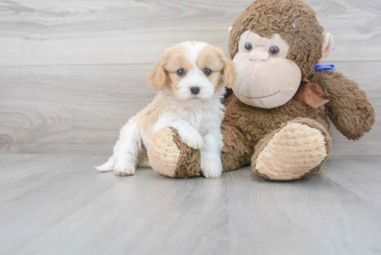 Best Cavachon Baby