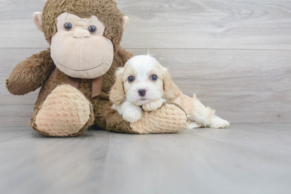 Cavachon Puppy for Adoption