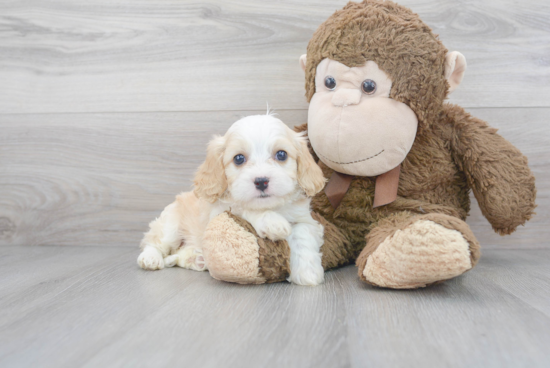 Sweet Cavachon Baby