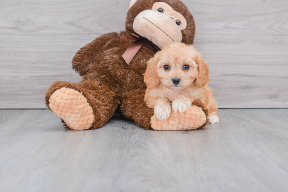 Friendly Cavachon Baby