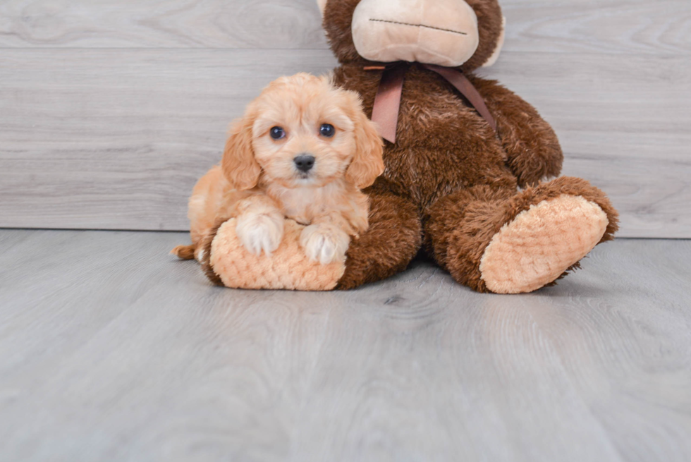 Best Cavachon Baby