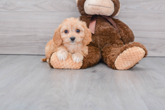 Best Cavachon Baby