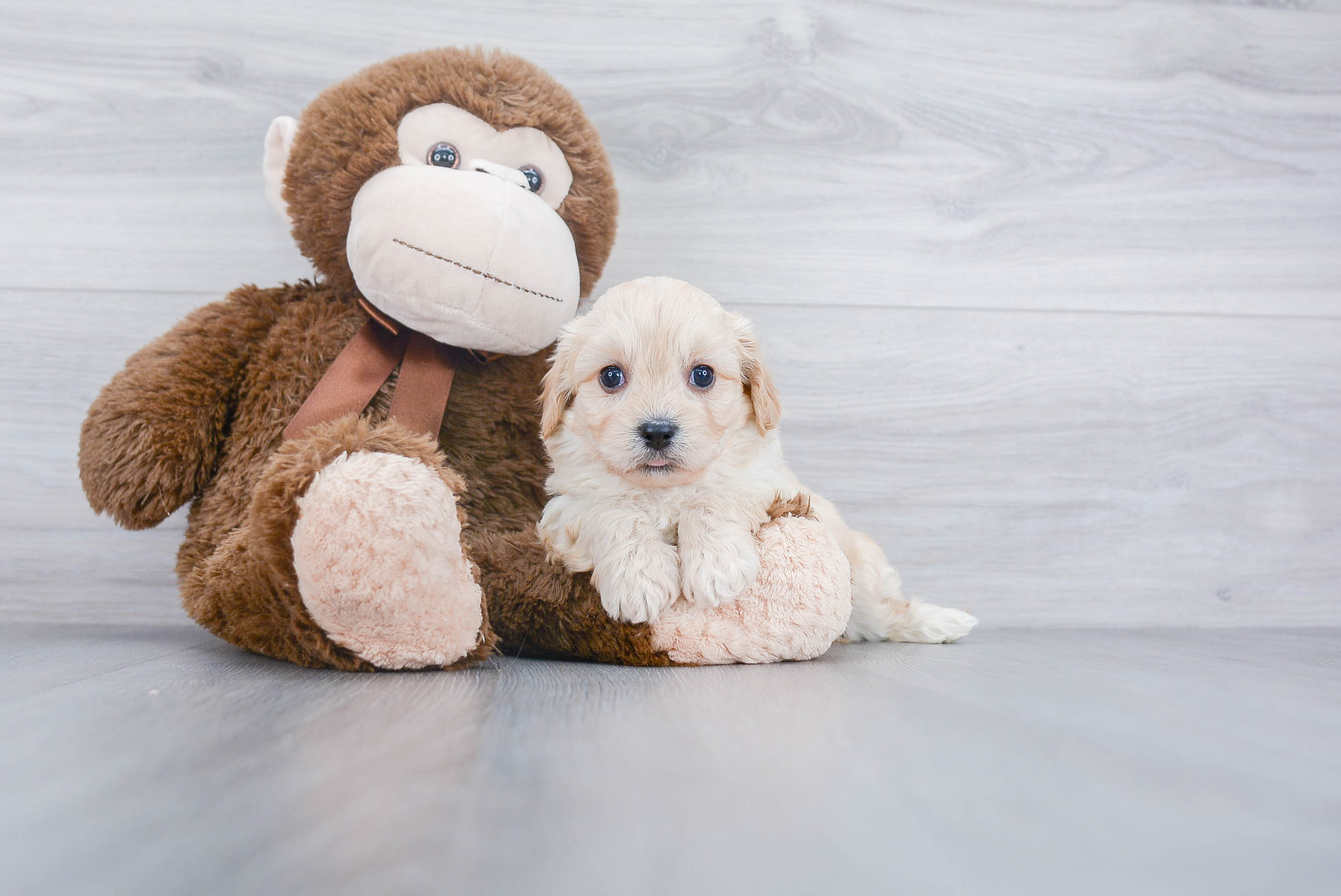 Cavachon Pup Being Cute
