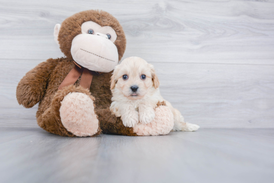 Cavachon Pup Being Cute