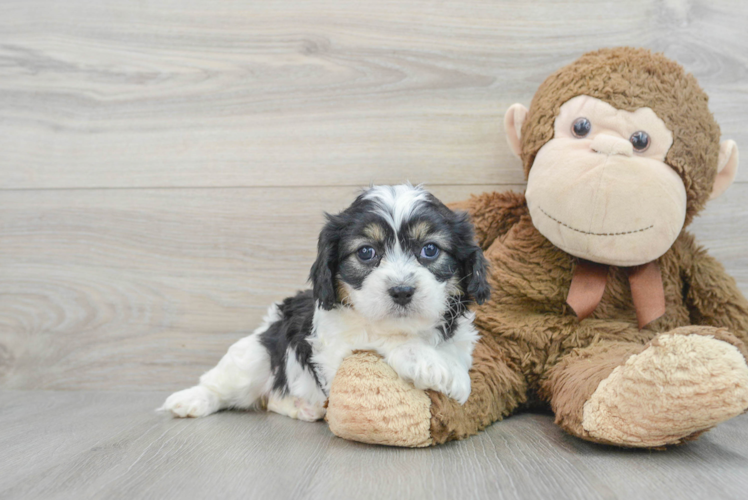 Best Cavachon Baby