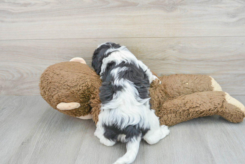 Cavachon Puppy for Adoption