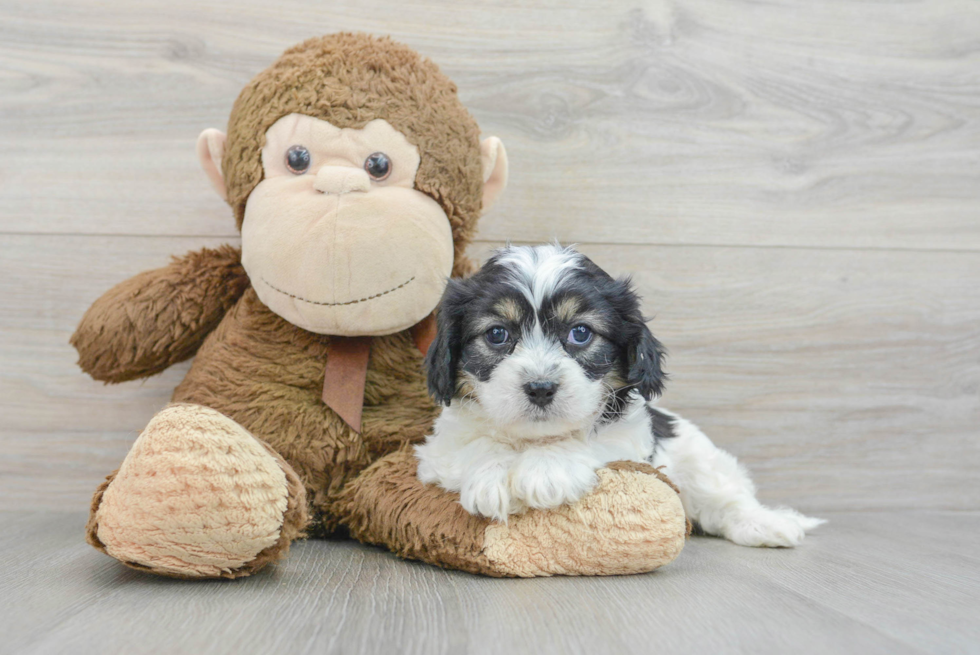 Friendly Cavachon Baby