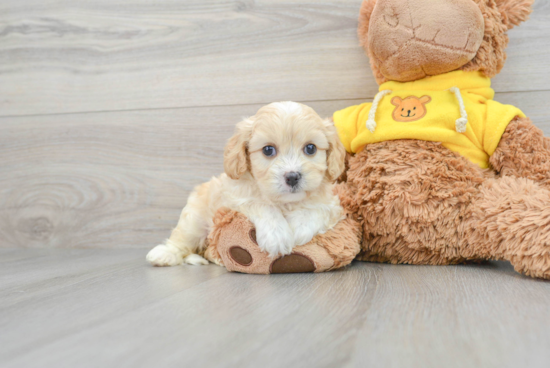 Cavachon Pup Being Cute