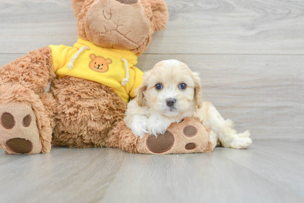 Small Cavachon Baby