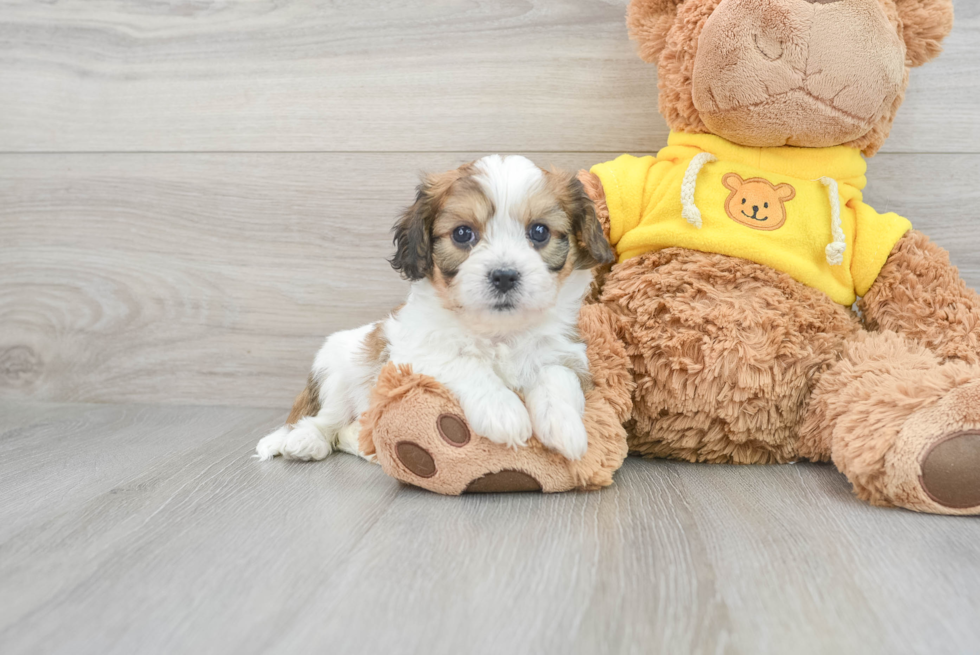 Cavachon Puppy for Adoption