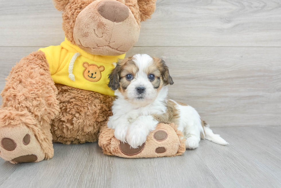 Cavachon Pup Being Cute