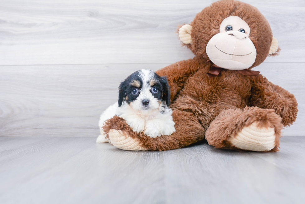 Adorable Cavalier Designer Puppy