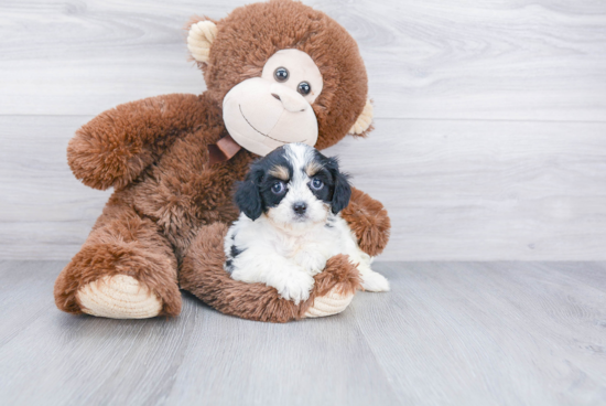 Adorable Cavalier Designer Puppy