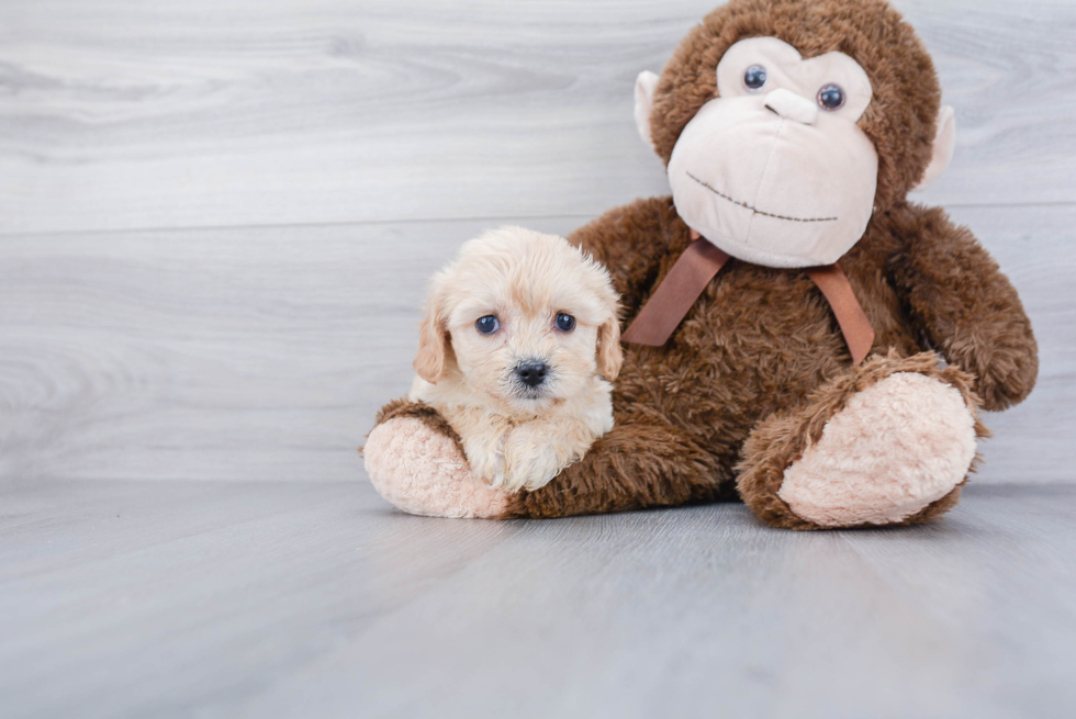 Cavachon Pup Being Cute