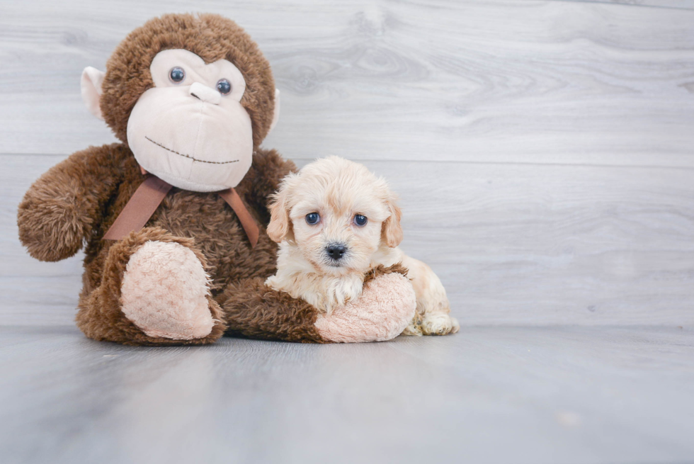 Cavachon Pup Being Cute