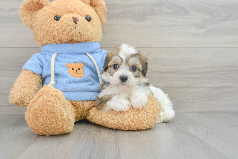 Energetic Cavalier Designer Puppy