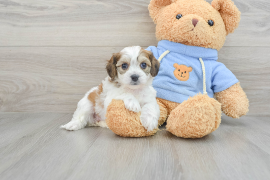 Little Cavalier Bichon Designer Puppy