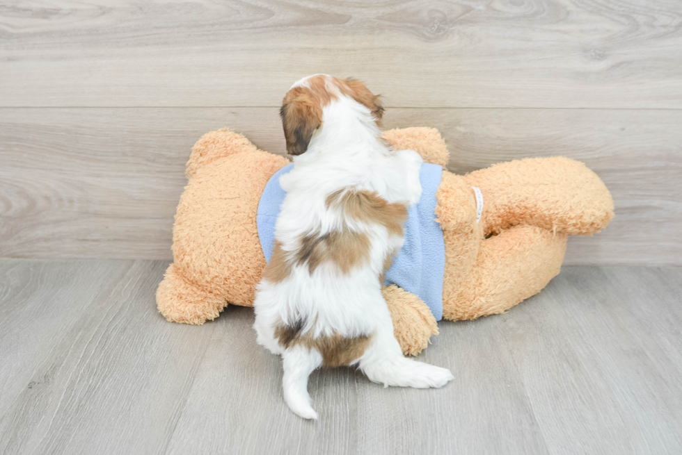 Sweet Cavachon Baby