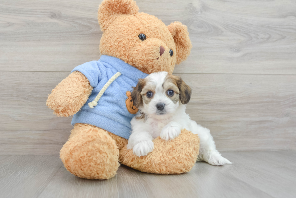 Cavachon Pup Being Cute