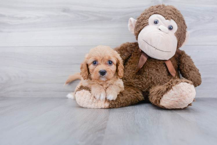 Best Cavachon Baby