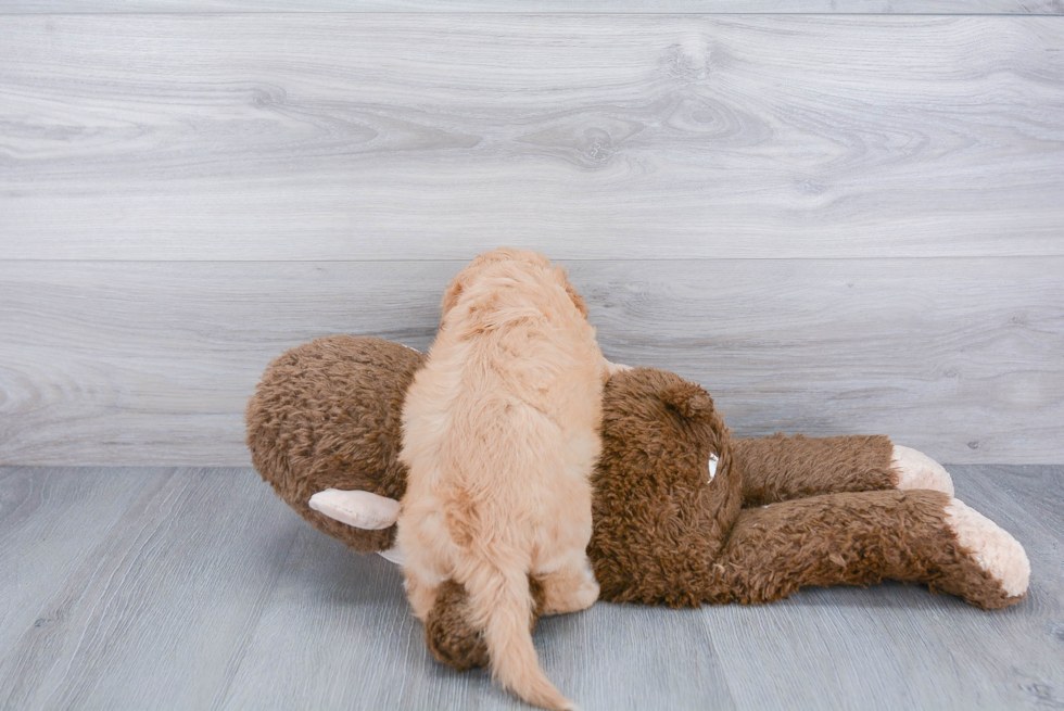 Cavachon Pup Being Cute