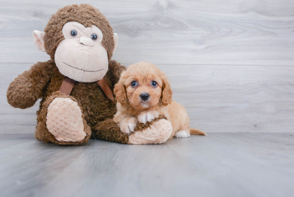 Petite Cavachon Designer Pup