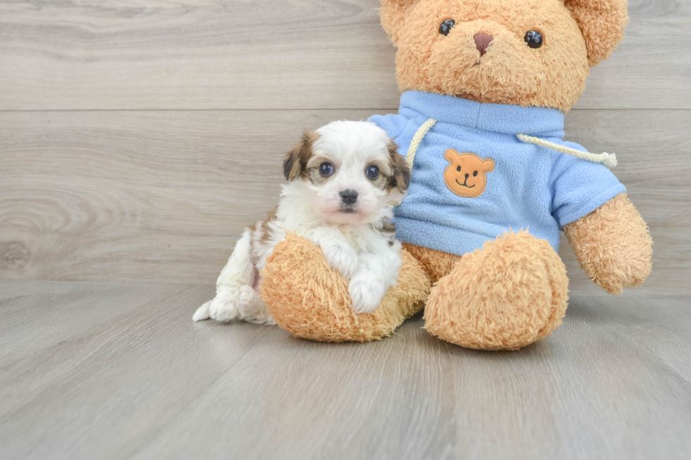 Popular Cavachon Designer Pup