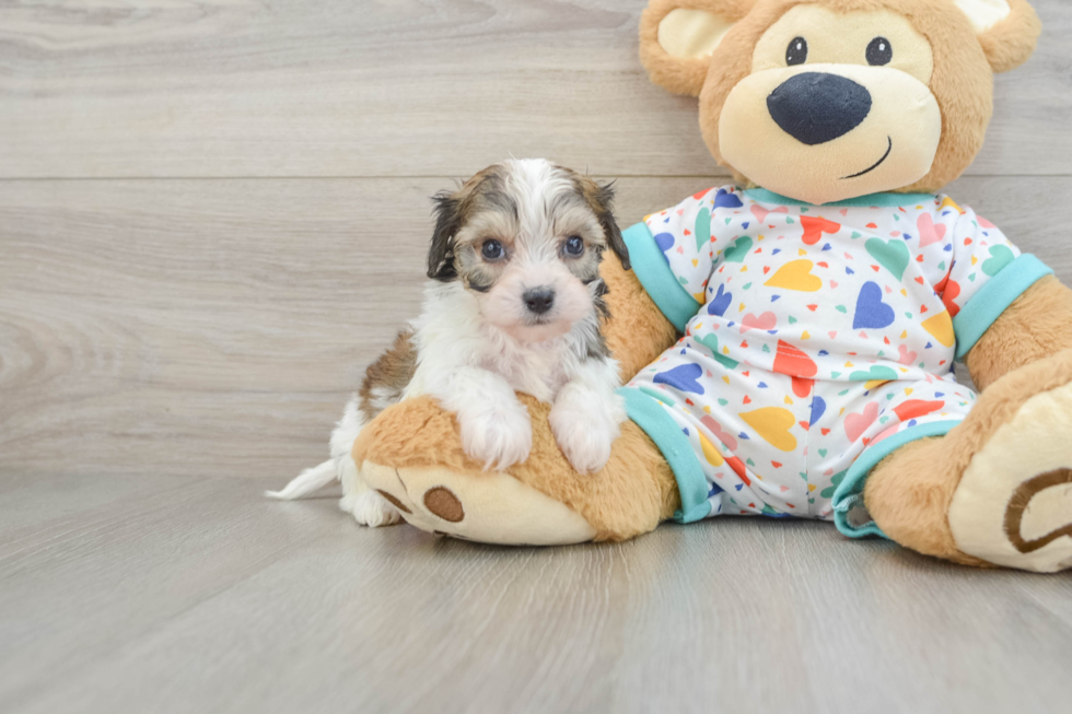 Best Cavachon Baby