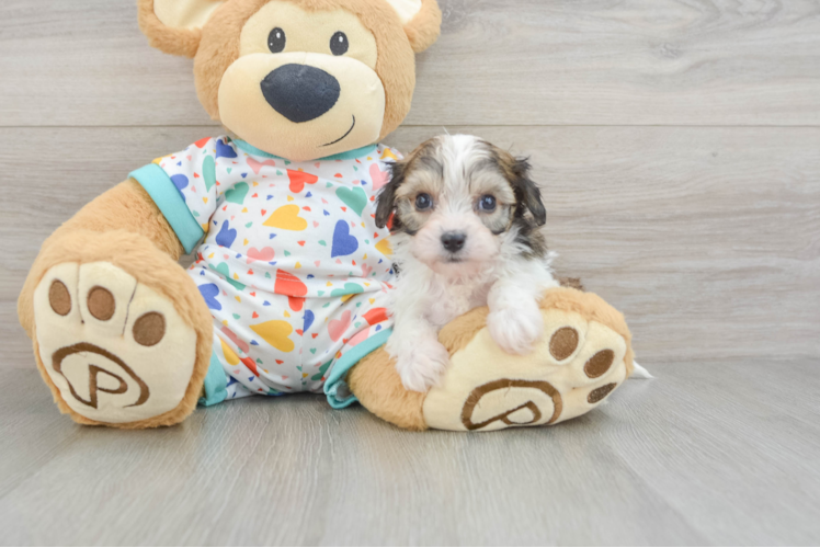 Popular Cavachon Designer Pup