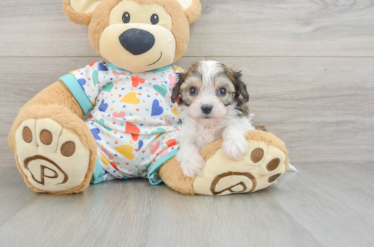 Popular Cavachon Designer Pup