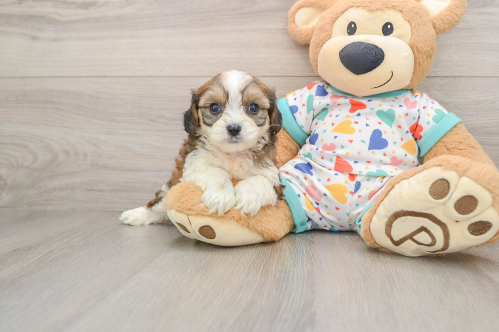 Fluffy Cavachon Designer Pup