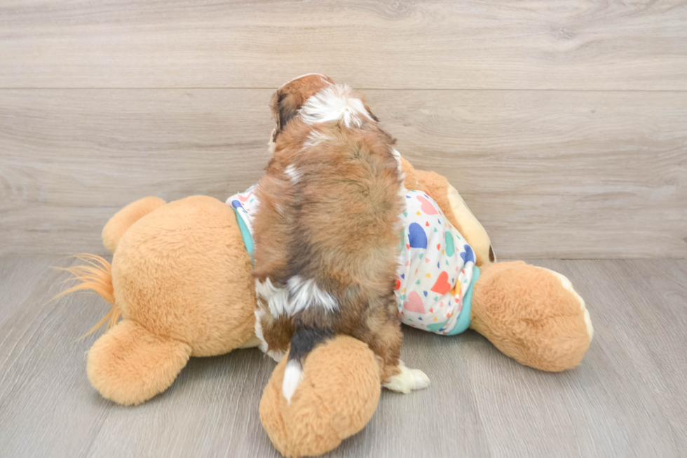Cavachon Puppy for Adoption
