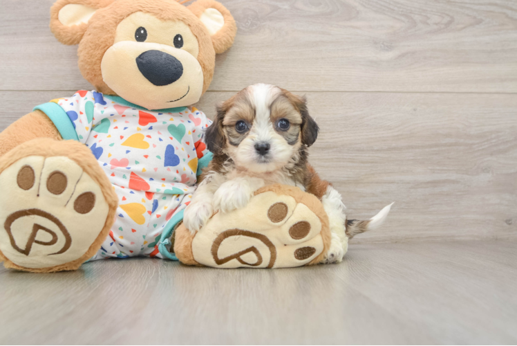Best Cavachon Baby