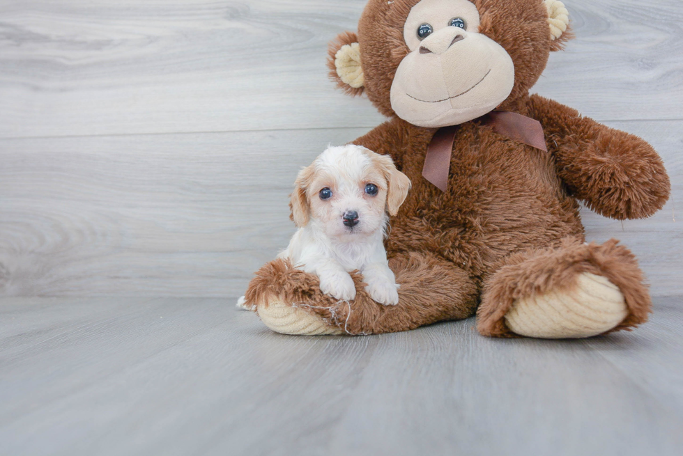 Playful Cavalier Designer Puppy