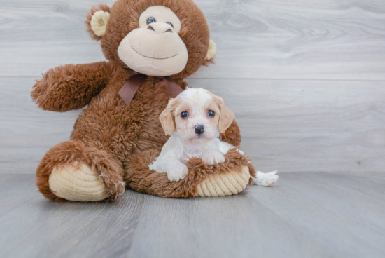 Cavachon Pup Being Cute