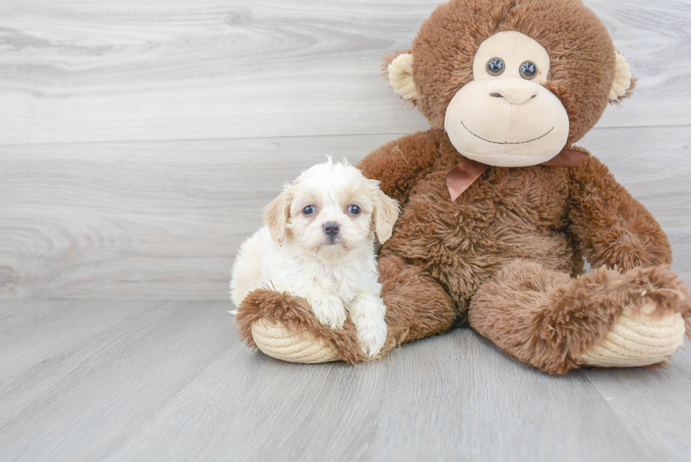 Adorable Cavalier Designer Puppy