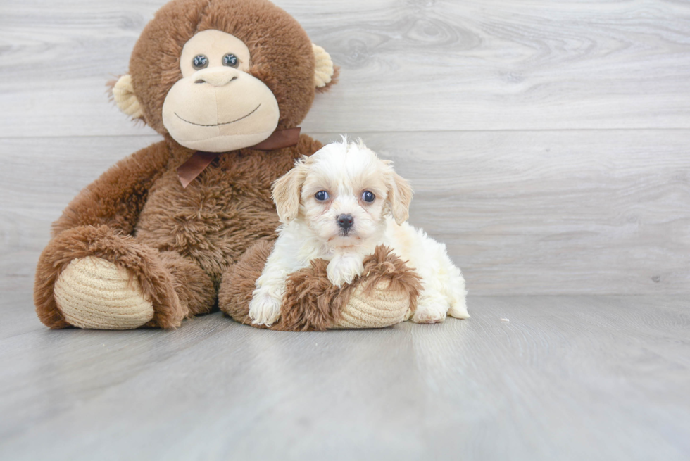 Happy Cavachon Baby