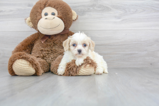 Happy Cavachon Baby