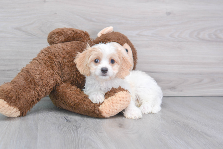 Happy Cavachon Baby