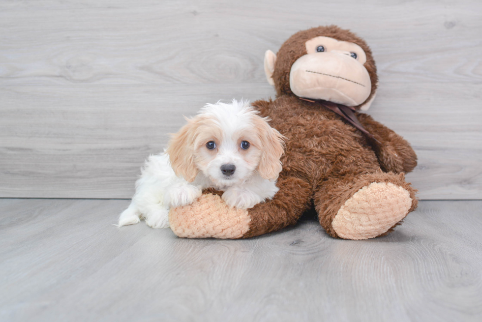 Cavachon Pup Being Cute