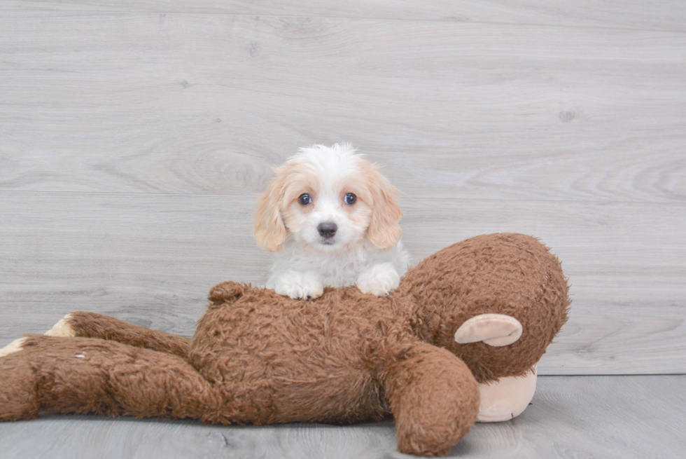 Cavachon Puppy for Adoption