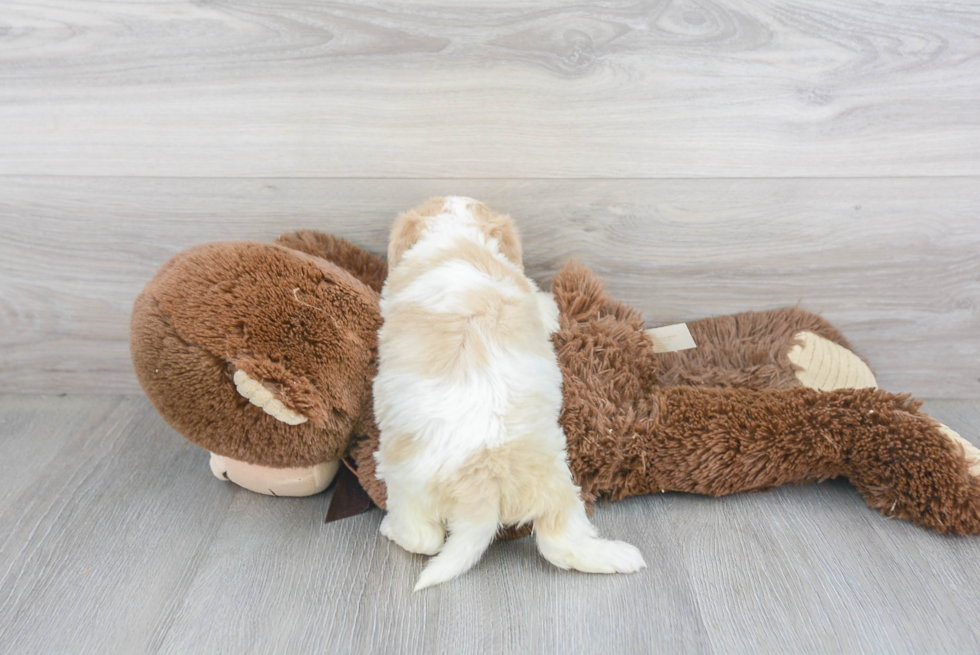 Fluffy Cavachon Designer Pup