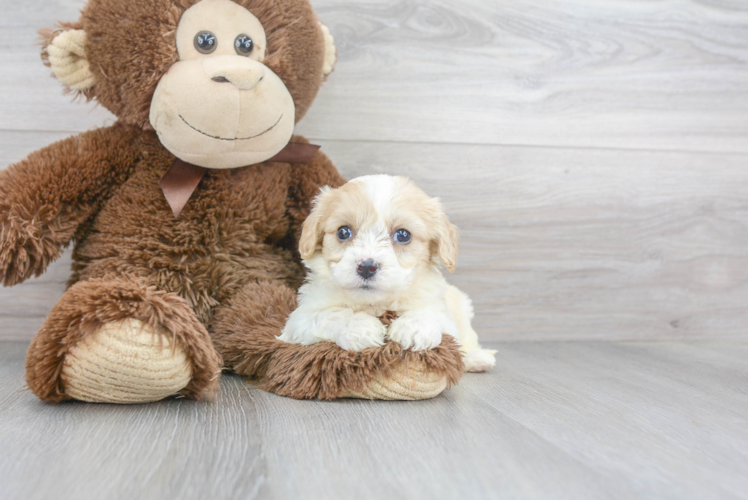 Cavachon Puppy for Adoption