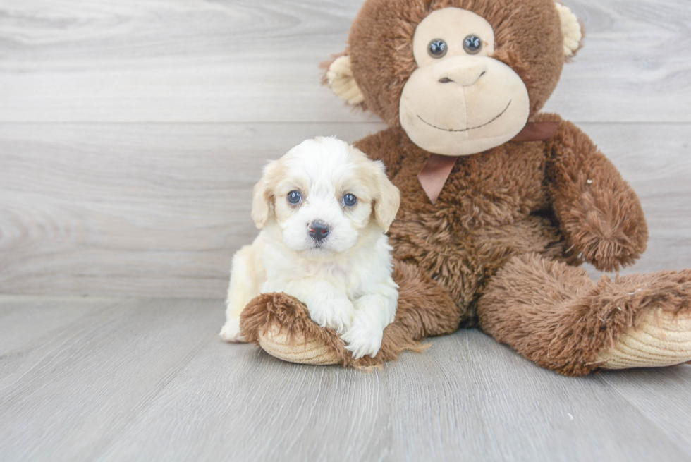 Best Cavachon Baby