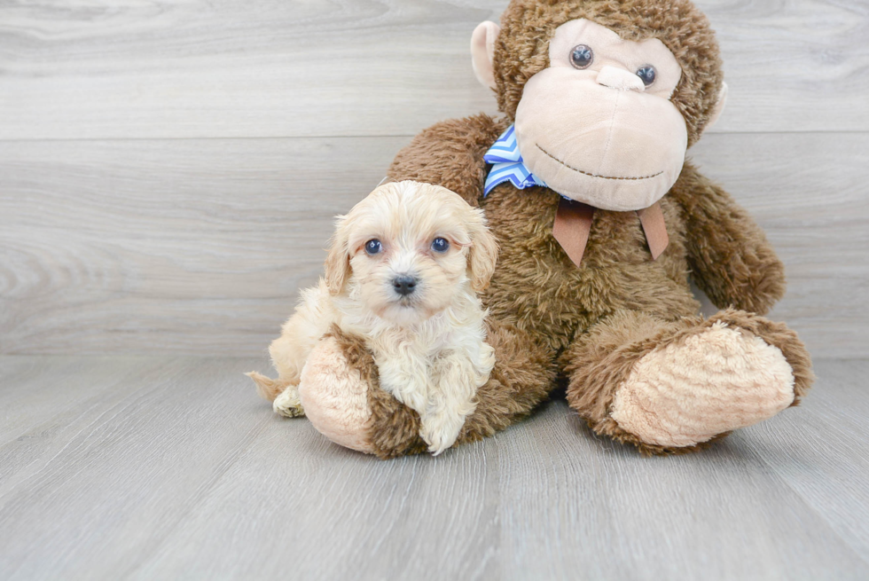 Best Cavachon Baby