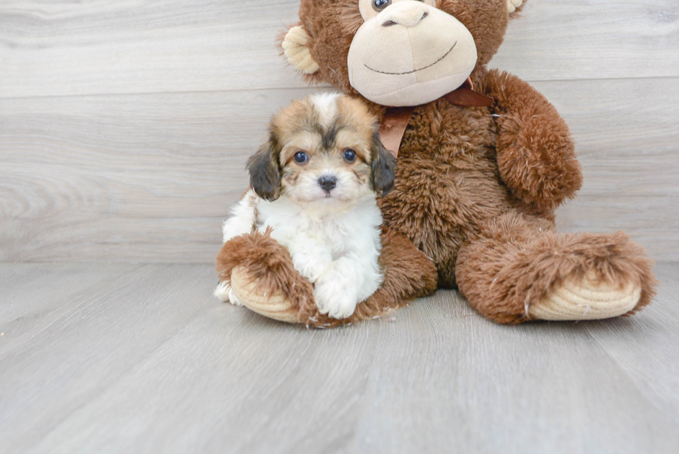 Cavachon Pup Being Cute